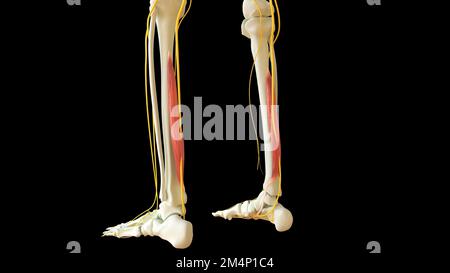 Flexor digitorum longus muscle, illustration Stock Photo - Alamy