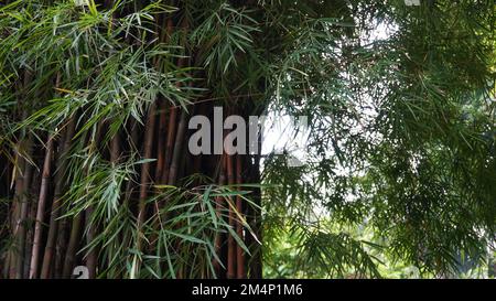 Yellow shady bamboo tree in the garden publics park near Javanese traditional house Stock Photo