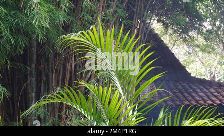 Yellow shady bamboo tree in the garden publics park near Javanese traditional house Stock Photo