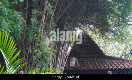 Yellow shady bamboo tree in the garden publics park near Javanese traditional house Stock Photo