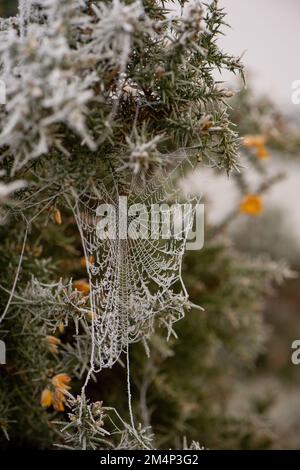 A frozen spiders web on a gorse bush during the recent cold winter snap. Stock Photo