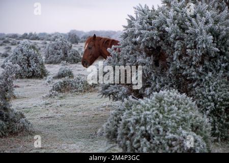 A horses head appears from behind the frozen gorse bush in a comical amusing image with the surrounding wintery scene on heathland in the New Forest. Stock Photo