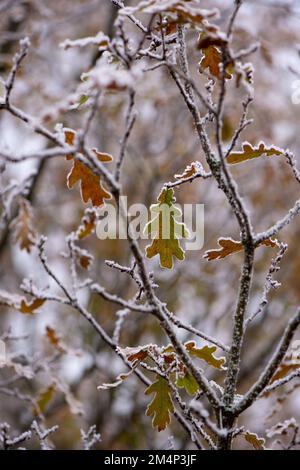 Frozen oak autumnal leaves hanging on frosty branches in a winter scene during the winter cold snap. Stock Photo