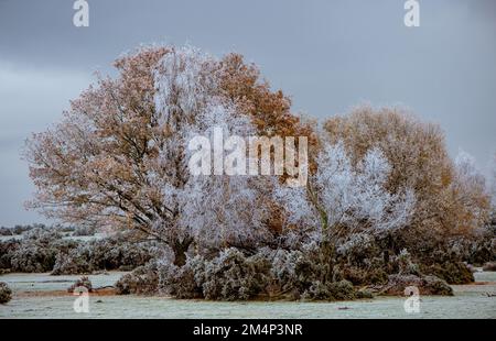 A frosty orange oak tree amongst birch trees that are frozen and white during the winter cold snap in the New Forest Hampshire Uk. Weather landscape. Stock Photo