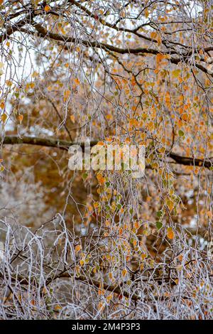 Frozen silver birch trees with a few golden leaves still attached to white branches from the autumnal fall against the white frost background. Stock Photo