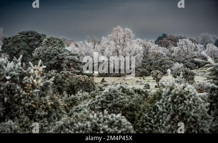 Icy white trees and gorse bushes on Canada Common near the New Forest Hampshire England. Winter landscape UK weather. Stock Photo