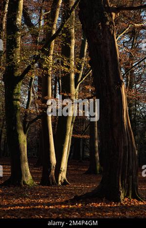 A forest autumnal scene with large substantial trees and a leaf covered forest floor highlighted with the bright setting sun in a contrast scene. Stock Photo
