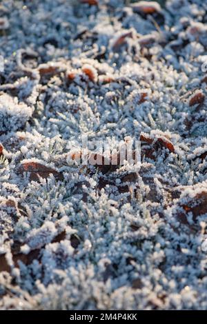 Frozen grass with autumnal leaves encased in ice and fros after December snow fall. Stock Photo