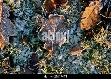 Frozen Oak leaves lie on the forest floor at New Forest Hampshire taken from above Stock Photo