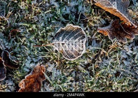 Close-up of Frozen autumnal leaf on frosty grass background showing veins and details of leaf. Stock Photo
