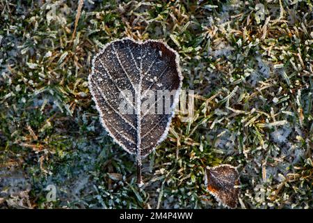 Close-up of Frozen autumnal leaf on frosty grass background showing veins and details of leaf. Stock Photo