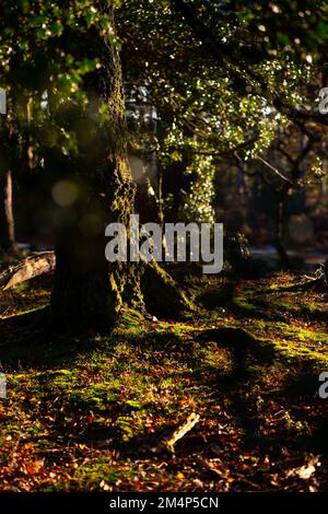 Moss covered trees and roots caught in the sunlight in the New Forest Hampshire UK. Stock Photo