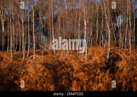 Silver birch trees contrast against an orange autumnal scene amongst the thick autumn bracken in the winter sun. Stock Photo