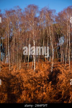 Silver birch trees contrast against an orange autumnal scene amongst the thick autumn bracken in the winter sun. Stock Photo