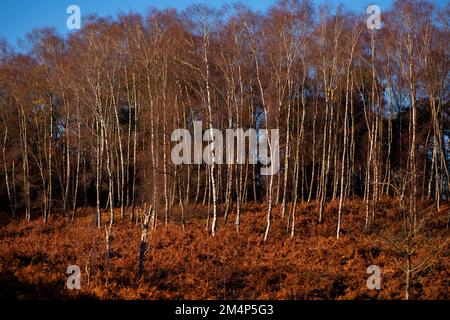 Silver birch trees contrast against an orange autumnal scene amongst the thick autumn bracken in the winter sun. Stock Photo
