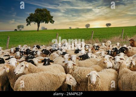 Flock of sheep grazing in a field of Zamora province near La Almendra village, Castile Leon, Spain Stock Photo