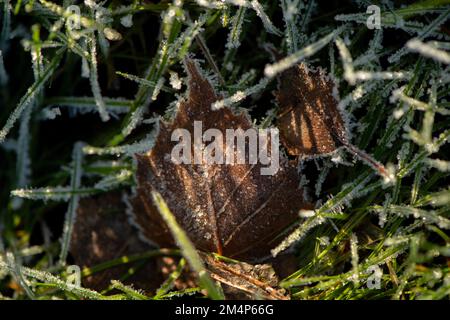 Frozen birch leaves stood up in the long grass catching the winter sunlight creating shadow patterns on the leaf amongst the ice covered grass. Stock Photo