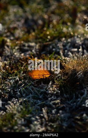 Autumnal leaf backlit showing veins and details lied upright on frosty wet grass. Stock Photo
