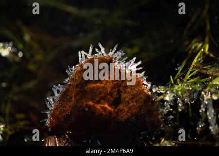 Long ice crystals form on the edge of a orange autumnal leaf lying on the forest floor backlit by the sun shining through the ice. Stock Photo