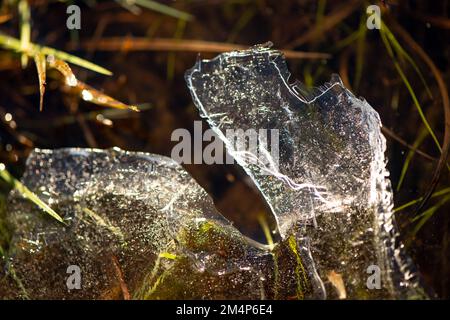 Two pieces of sheet ice stand up amongst the grass backlit by the sun showing ice in detail. Stock Photo