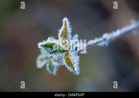 Ice covered leaves on a small plant with formed ice crystals. Stock Photo