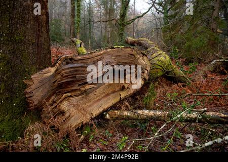 A huge branch broken off from a tree in the New Forest Hampshire left on the forest floor helping the ecosystem of the forest. Stock Photo