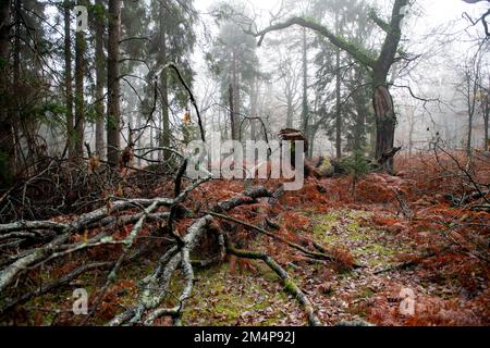 A tree collapse in the New Forest Hampshire UK, a large branch broken away from the main trunk left on the forest floor to provide biodiversity Stock Photo