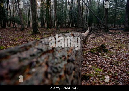 A large fallen tree in the New Forest Hampshire UK split from the trunk. Stock Photo