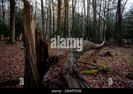 A large fallen tree in the New Forest Hampshire UK split from the trunk. Stock Photo