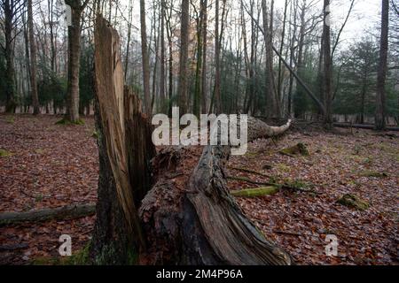 A large fallen tree in the New Forest Hampshire UK split from the trunk. Stock Photo