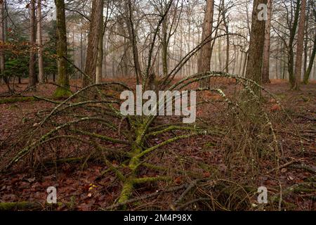 The top view of a fallen large pine tree left on the forest floor to provide natural biodiversity in the New Forest Hampshire UK Stock Photo