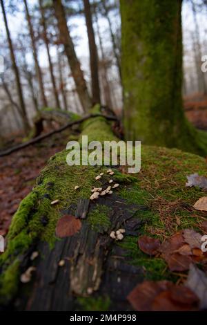 A felled tree in the new forest left to provide an ecosystem covered in moss and signs of fungi growing on bark. Hampshire UK Stock Photo