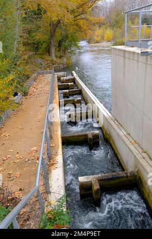 Carca Aude France 12.8.22 Fish Ladder. Fast flowing water through a concrete channel. T shape piers causing the flow to slow. Large tree lined river b Stock Photo
