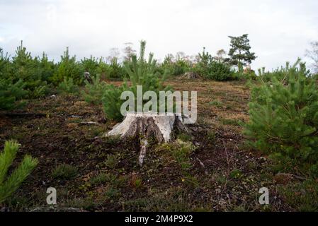 New Tree growth around the cut trunk of previous forest management deforestation in the New Forest Hampshire UK. Has taken 2 years to reach this point Stock Photo
