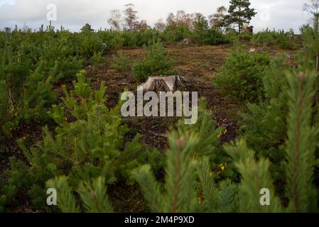 New Tree growth around the cut trunk of previous forest management deforestation in the New Forest Hampshire UK. Has taken 2 years to reach this point Stock Photo