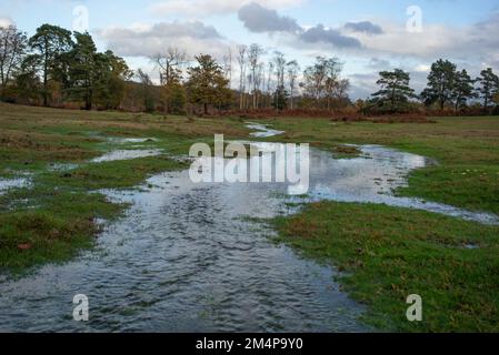 Wetlands of the New Forest start to take shape as the heavy rain starts to flood the streams. Stock Photo