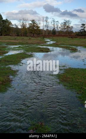 Wetlands of the New Forest start to take shape as the heavy rain starts to flood the streams. Stock Photo