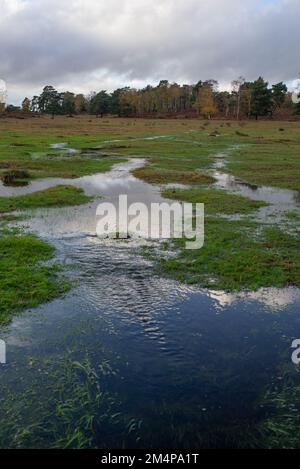 Wetlands of the New Forest start to take shape as the heavy rain starts to flood the streams. Stock Photo