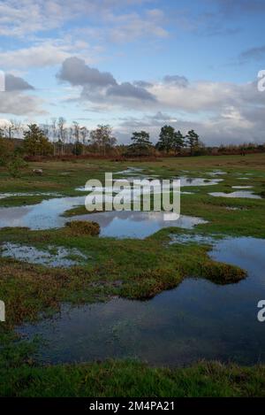 Wetlands of the New Forest start to take shape as the heavy rain starts to flood the streams. Stock Photo