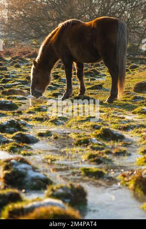 A single brown horse drinks from a frozen stream backlit with a golden hues sunset in The New Forest Hampshire England. Stock Photo