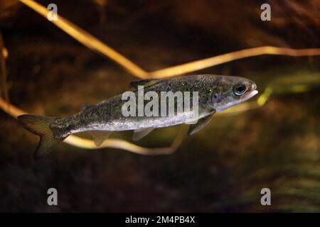 Juvenile of the Atlantic salmon (Salmo salar), a species of ray-finned fish, photographed in aquarium Stock Photo