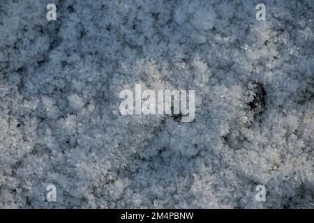 A close-up of frozen grass and moss in the New Forest Hampshire during the winter cold snap. Stock Photo