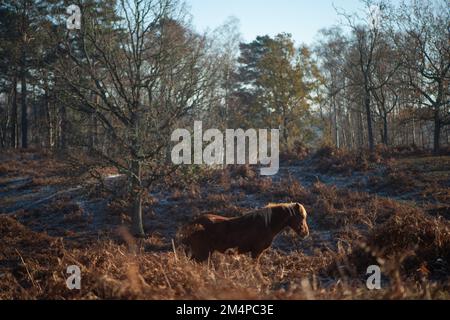 A brown horse stands amongst the brown autumnal bracken sunbathing in the sun to keep warm on a frosty winters morning. Stock Photo