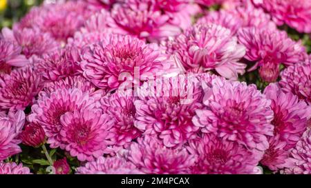 Pink chrysanths flowers blooming close-up. Chrysanthemums sunny flowerbed with blur Stock Photo