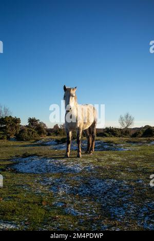 A white New Forest Pony stands against a deep blue sky on frozen grass sun bathing in the winters sun on a freezing day. Stock Photo