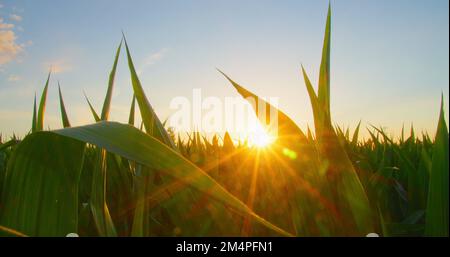 Rich green leaves of corncobs, grain crops waving in wind. Beautiful roundish golden bokeh of sunlight, maize field. Lush leaf close up in summer, sun Stock Photo