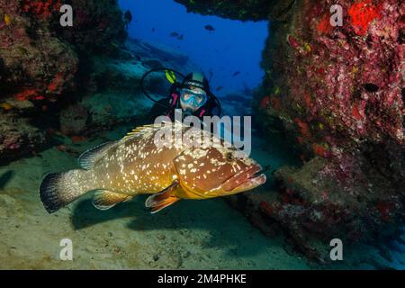 Diver looking at large dusky grouper (Epinephelus marginatus) up close, Atlantic Ocean, Eastern Atlantic, Fuerteventura, Jandia Peninsula, Canary Stock Photo