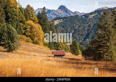 Autumn forest, autumn landscape below the Engenkopf, near Oberstdorf ...