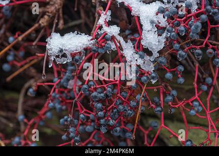 Snow-covered fruits on wild virginia creeper (Parthenocissus quinquefolia), Bavaria, Germany Stock Photo