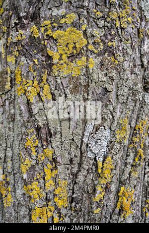 Moss lichens on a tree bark, Baden-Wuerttemberg, Germany Stock Photo